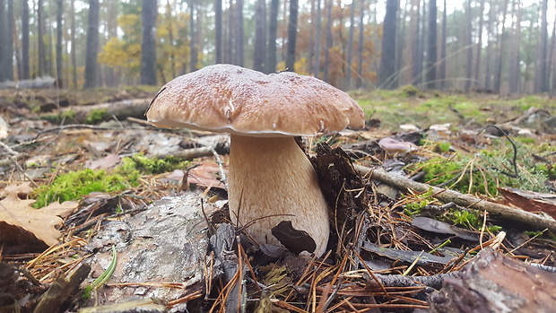 hríb smrekový Boletus edulis Bull.