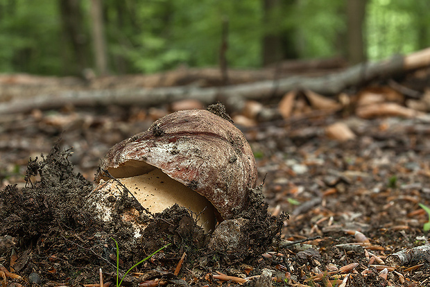 hríb sosnový Boletus pinophilus Pil. et Dermek in Pil.