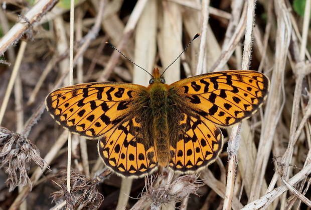 perlovec jahodníkový  Boloria euphrosyne