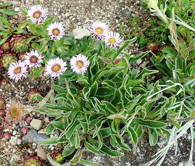 turica uhorská Erigeron hungaricus (Vierh.) Pawł.