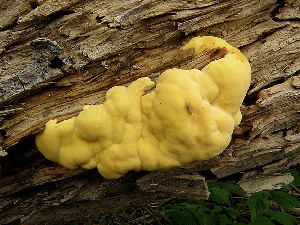 sírovec obyčajný Laetiporus sulphureus (Bull.) Murrill