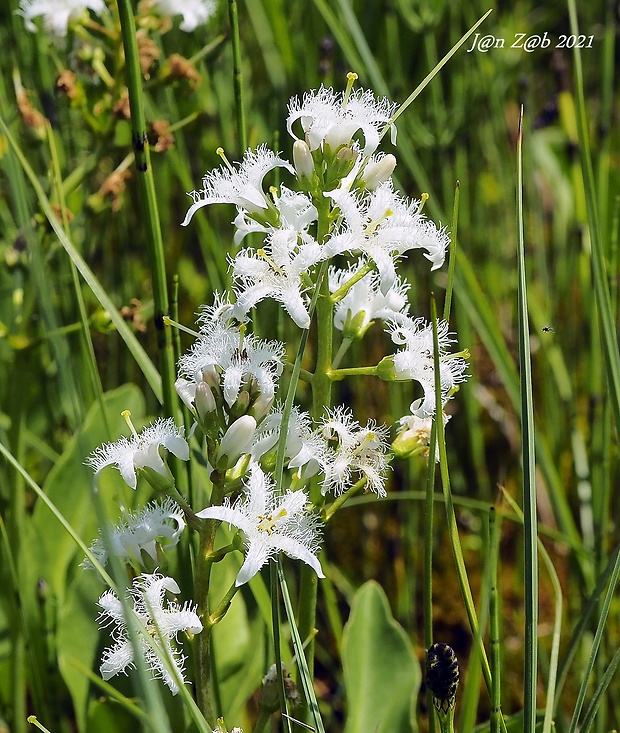 vachta trojlistá Menyanthes trifoliata L.