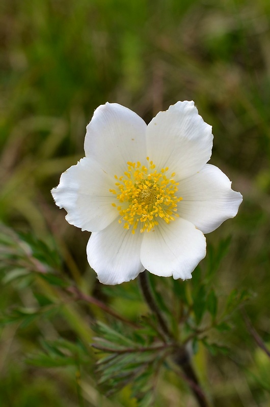 poniklec biely Pulsatilla scherfelii (Ullepitsch) Skalický