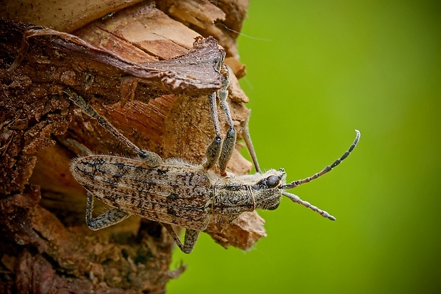 fuzáč kôrový Rhagium inquisitor  (Linnaeus, 1758)