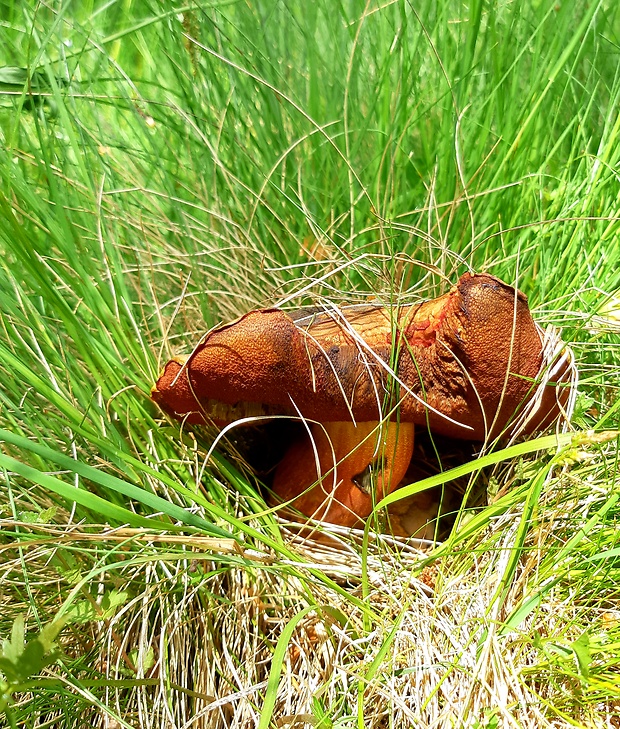 hríb zrnitohlúbikový Sutorius luridiformis (Rostk.) G. Wu & Zhu L. Yang