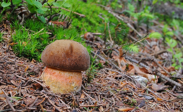 hríb zrnitohlúbikový Sutorius luridiformis (Rostk.) G. Wu & Zhu L. Yang