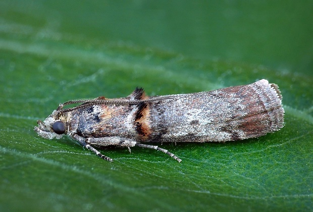 vijačka bršlenová (sk) / zavíječ (cz) Trachonitis cristella (Denis & Schiffermüller, 1775)