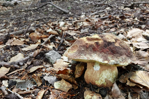 hríb sosnový Boletus pinophilus Pil. et Dermek in Pil.