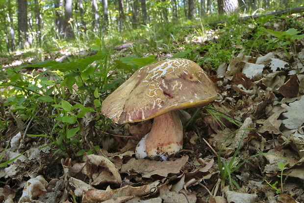 hríb sosnový Boletus pinophilus Pil. et Dermek in Pil.