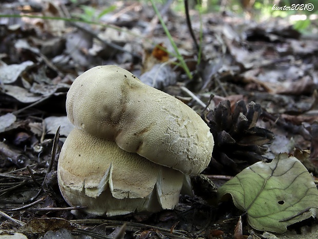 hríb dubový Boletus reticulatus Schaeff.