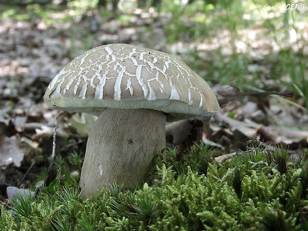 hríb dubový Boletus reticulatus Schaeff.