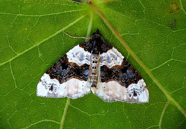 piadivka očkatá Cosmorhoe ocellata