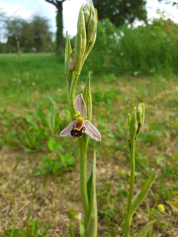 hmyzovník včelovitý Ophrys apifera Huds.