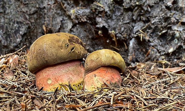 hríb zrnitohlúbikový Sutorius luridiformis (Rostk.) G. Wu & Zhu L. Yang