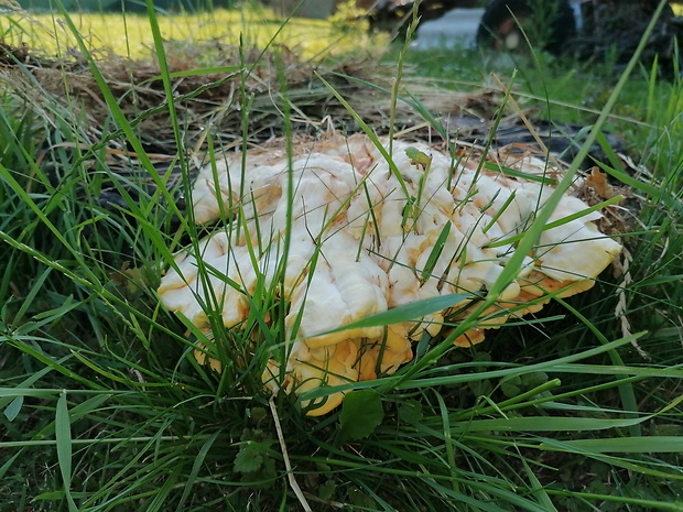 sírovec obyčajný Laetiporus sulphureus (Bull.) Murrill