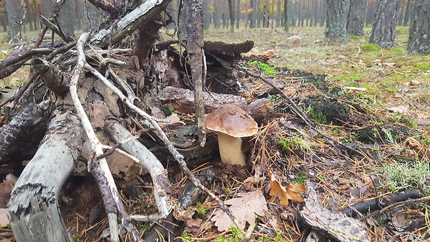 hríb smrekový Boletus edulis Bull.