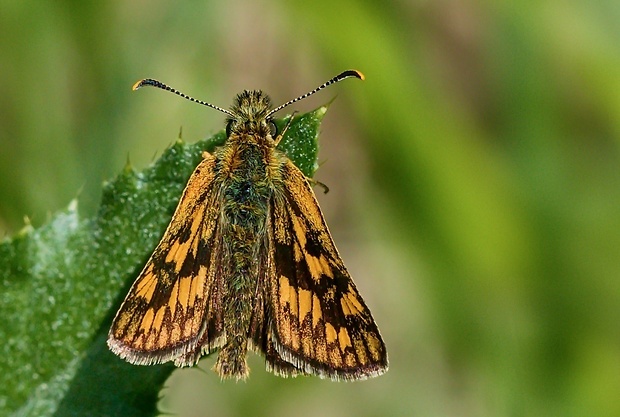 súmračník skorocelový Carterocephalus palaemon