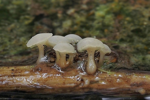 vodnička obyčajná Cudoniella clavus (Alb. & Schwein.) Dennis