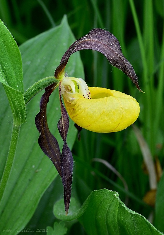 črievičník papučkový Cypripedium calceolus L.