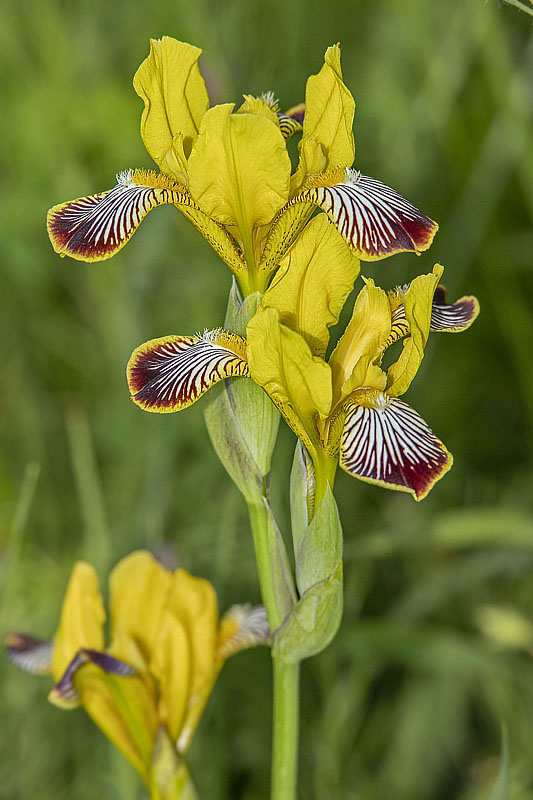 kosatec dvojfarebný Iris variegata L.