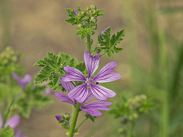 slez lesný Malva sylvestris L.