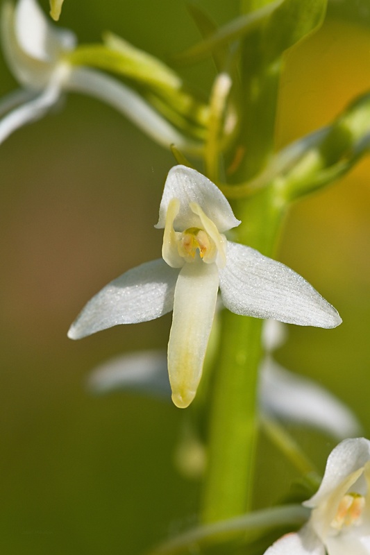 vemenník dvojlistý Platanthera bifolia (L.) Rich.