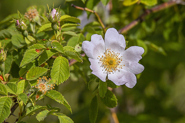 ruža šípová Rosa canina L.