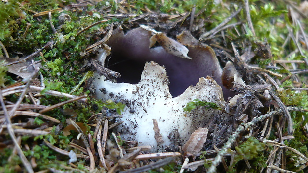 tulipánovka fialová Sarcosphaera coronaria (Jacq.) J. Schröt.