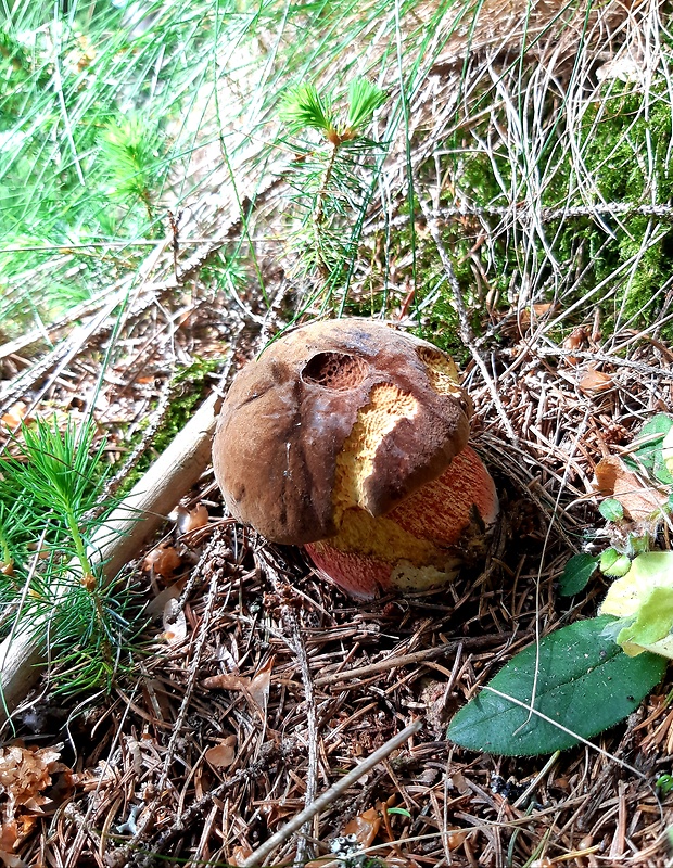 hríb zrnitohlúbikový Sutorius luridiformis (Rostk.) G. Wu & Zhu L. Yang