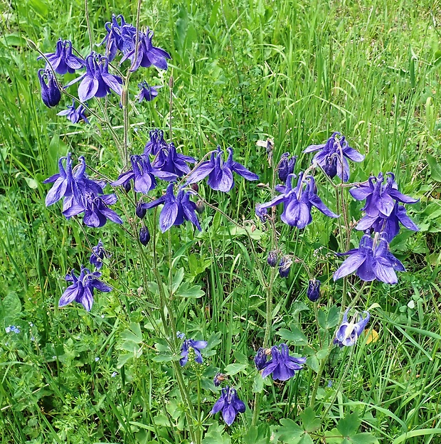 orlíček obyčajný Aquilegia vulgaris L.