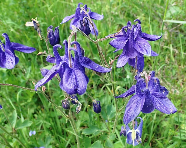 orlíček obyčajný Aquilegia vulgaris L.