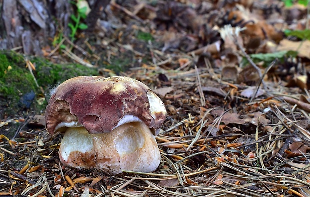 hríb sosnový Boletus pinophilus Pil. et Dermek in Pil.