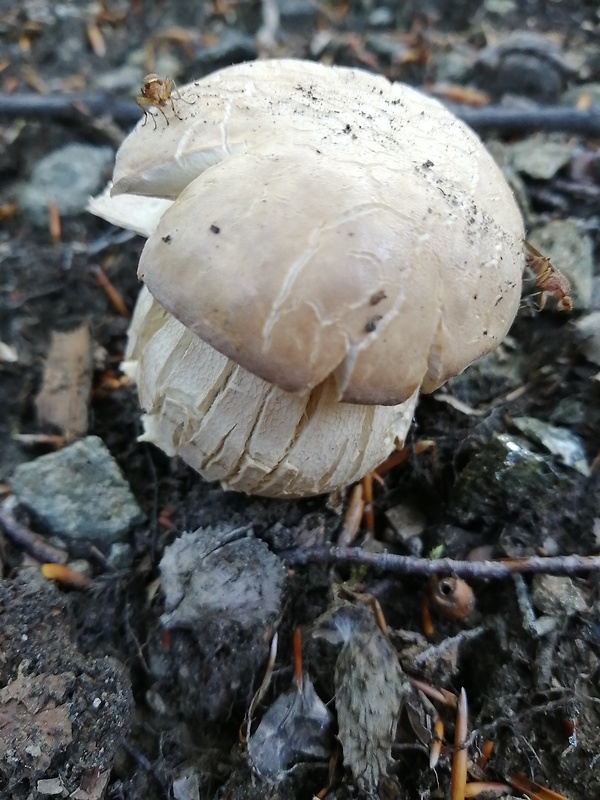 hríb dubový Boletus reticulatus Schaeff.