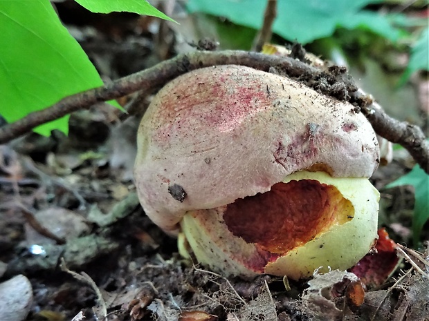 hríb kráľovský Butyriboletus regius (Krombh.) D. Arora & J.L. Frank