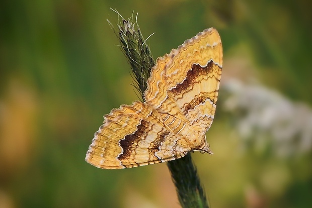 piadivka žihľavová Camtogramma bilineata (Linnaeus, 1758)