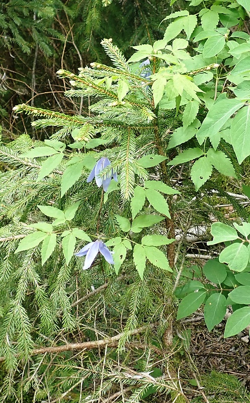 plamienok alpínsky Clematis alpina (L.) Mill.