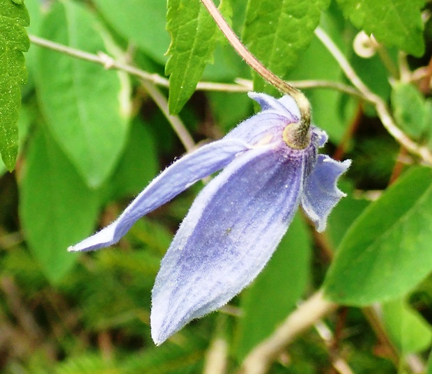 plamienok alpínsky Clematis alpina (L.) Mill.