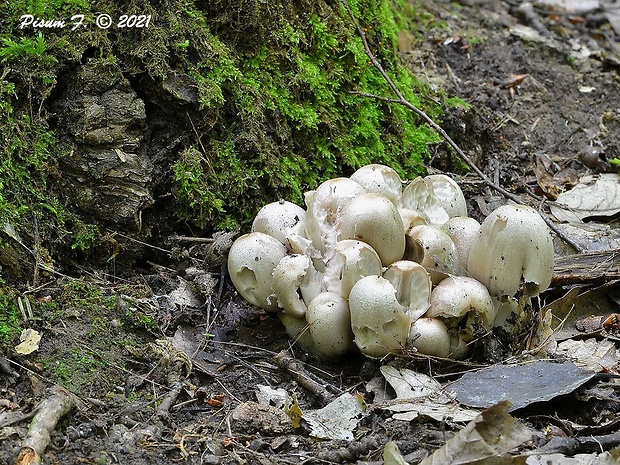 hnojník Coprinellus sp.