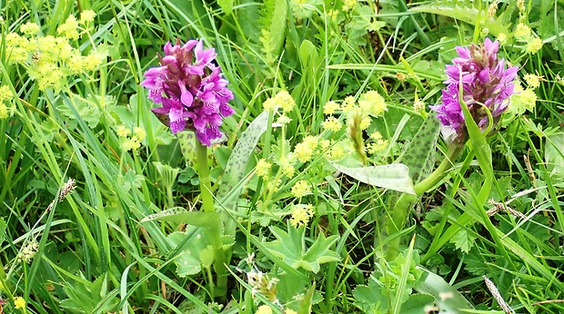 vstavačovec májový pravý Dactylorhiza majalis subsp. majalis (Reincherb.) Hunt & Summerh.