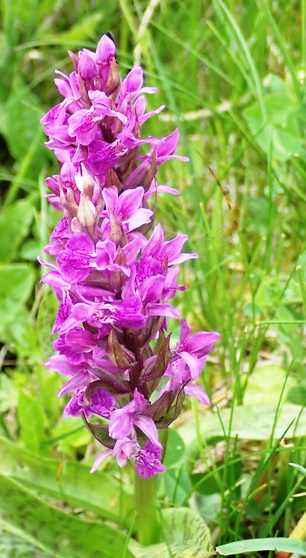 vstavačovec májový pravý Dactylorhiza majalis subsp. majalis (Reincherb.) Hunt & Summerh.