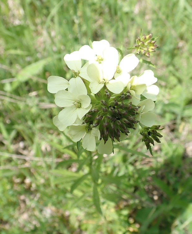 horčičník wittmannov Erysimum wittmannii Zaw.