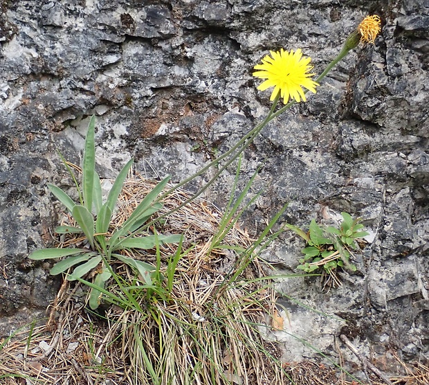 jastrabnik Hieracium austrotatricum Szelag