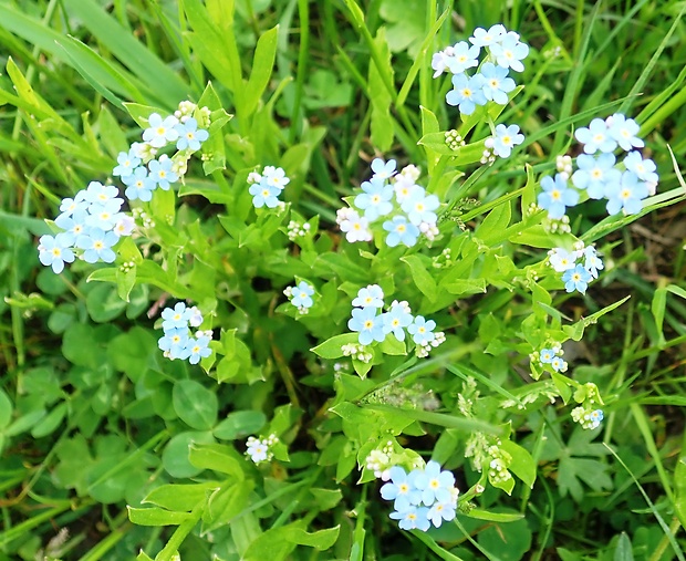 nezábudka lesná Myosotis sylvatica Ehrh. ex Hoffm.