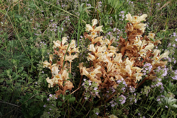 záraza biela Orobanche alba Willd.