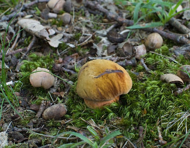 hríb zrnitohlúbikový Sutorius luridiformis (Rostk.) G. Wu & Zhu L. Yang