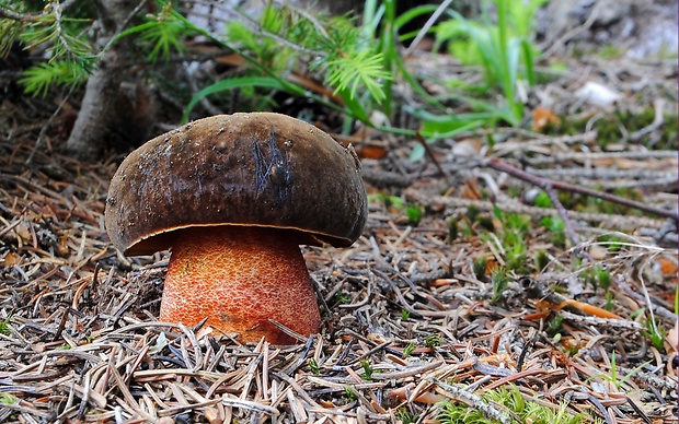 hríb zrnitohlúbikový Sutorius luridiformis (Rostk.) G. Wu & Zhu L. Yang