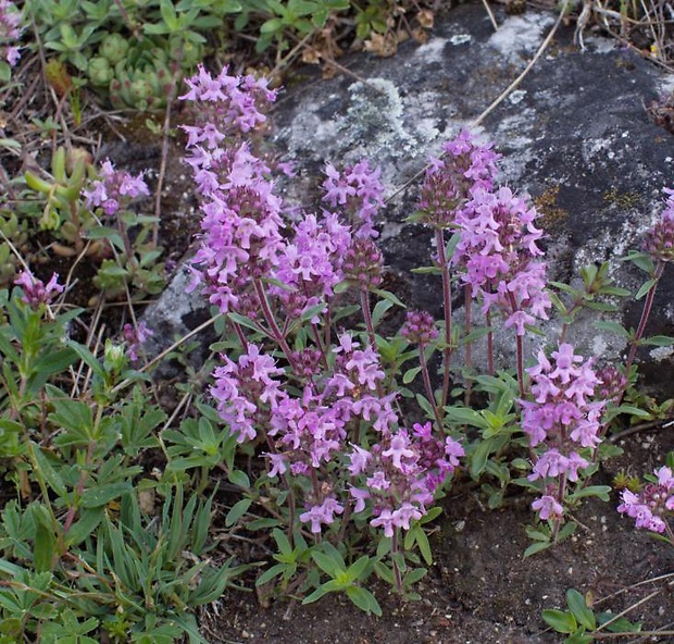 dúška holá Thymus glabrescens Willd.