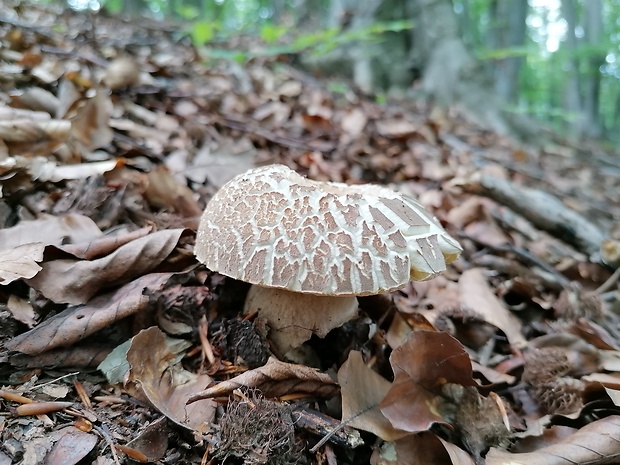 hríb dubový Boletus reticulatus Schaeff.