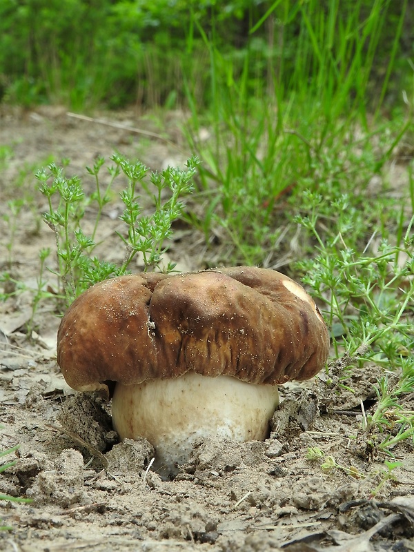 hríb bronzový Boletus aereus Bull. ex Fr.