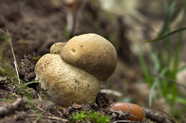 hríb dubový Boletus reticulatus Schaeff.